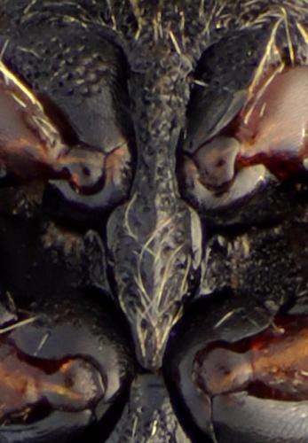 Boreonectes griseostriatus